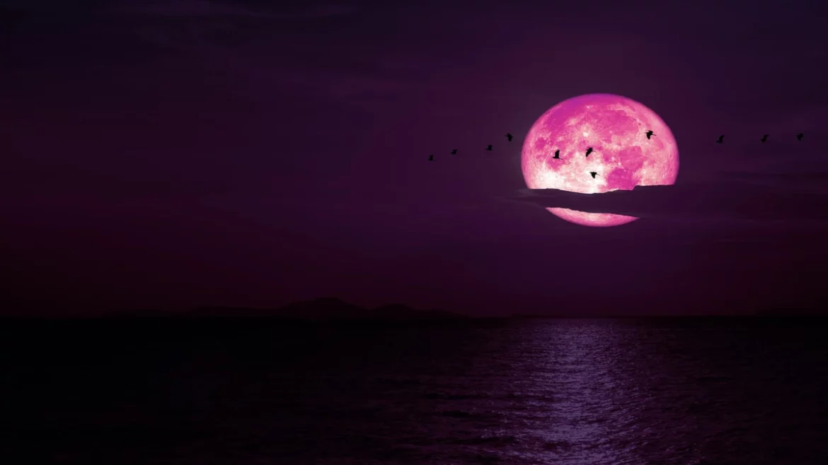Pink Moon Pink Moon